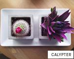 CALYPTER anagram