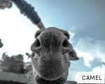 CAMEL anagram