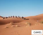 CAMEL anagram