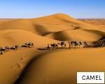 CAMEL anagram