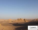CAMEL anagram