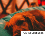 CAPABLENESSES anagram
