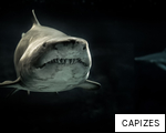 CAPIZES anagram