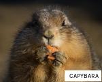 CAPYBARA anagram