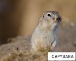 CAPYBARA anagram