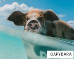 CAPYBARA anagram