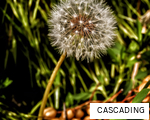 CASCADING anagram