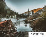 CATAPHYLL anagram