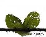 CAUDEX anagram