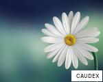 CAUDEX anagram