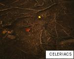 CELERIACS anagram