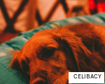 CELIBACY anagram