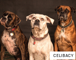 CELIBACY anagram