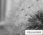 CELLULOSES anagram