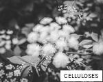 CELLULOSES anagram