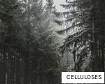 CELLULOSES anagram