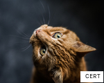 CERT anagram