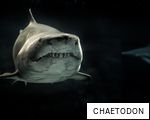 CHAETODON anagram