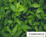 CHAMOMILE anagram