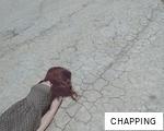 CHAPPING anagram
