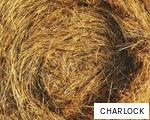 CHARLOCK anagram