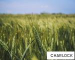 CHARLOCK anagram