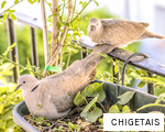 CHIGETAIS anagram