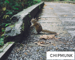 CHIPMUNK anagram
