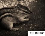 CHIPMUNK anagram