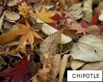 CHIPOTLE anagram