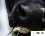 CHOMPS anagram