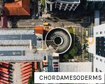 CHORDAMESODERMS anagram