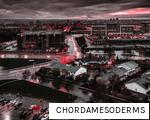 CHORDAMESODERMS anagram