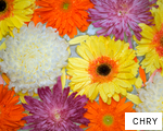 CHRY anagram