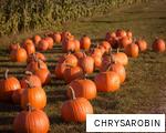CHRYSAROBIN anagram