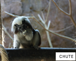 CHUTE anagram