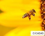 CICADAS anagram