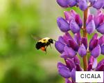 CICALA anagram