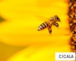 CICALA anagram