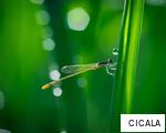 CICALA anagram
