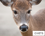 CIVETS anagram