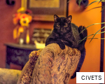CIVETS anagram