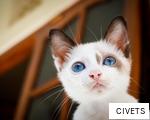 CIVETS anagram