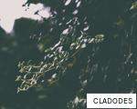 CLADODES anagram