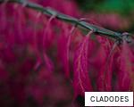 CLADODES anagram