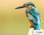 CLAW anagram