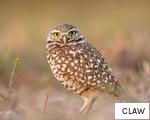 CLAW anagram