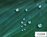 CLEAR anagram