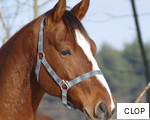 CLOP anagram