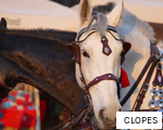 CLOPES anagram